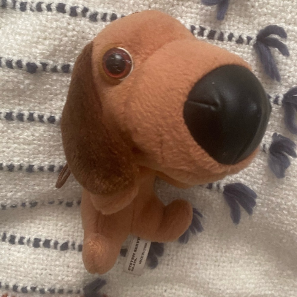THE DOG mini dachshound